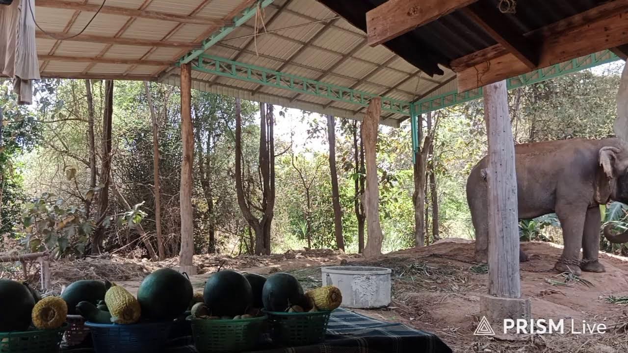 🙏เมตตาด้วยนะค่ะ.ผลไม้ยกยอดมา5วันแล้วค่ะ🍌🍉🦣.เงียบมากๆจ้า