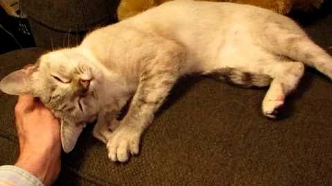 Video 6756821: siamese, sweet pets, adorable pets, pets love, longing