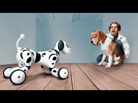 Видео: Как собака отреагирует на собаку-робота?