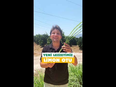 Video: Limon Otu Çoğ altabilir miyim - Limon Otu Bitkilerini Nasıl Böleceğini Öğrenin