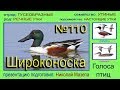 Широконоска. Утка. Голоса птиц