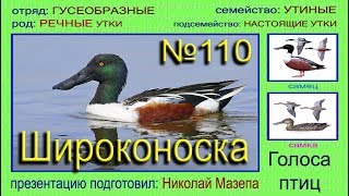 Широконоска. Утка. Голоса птиц