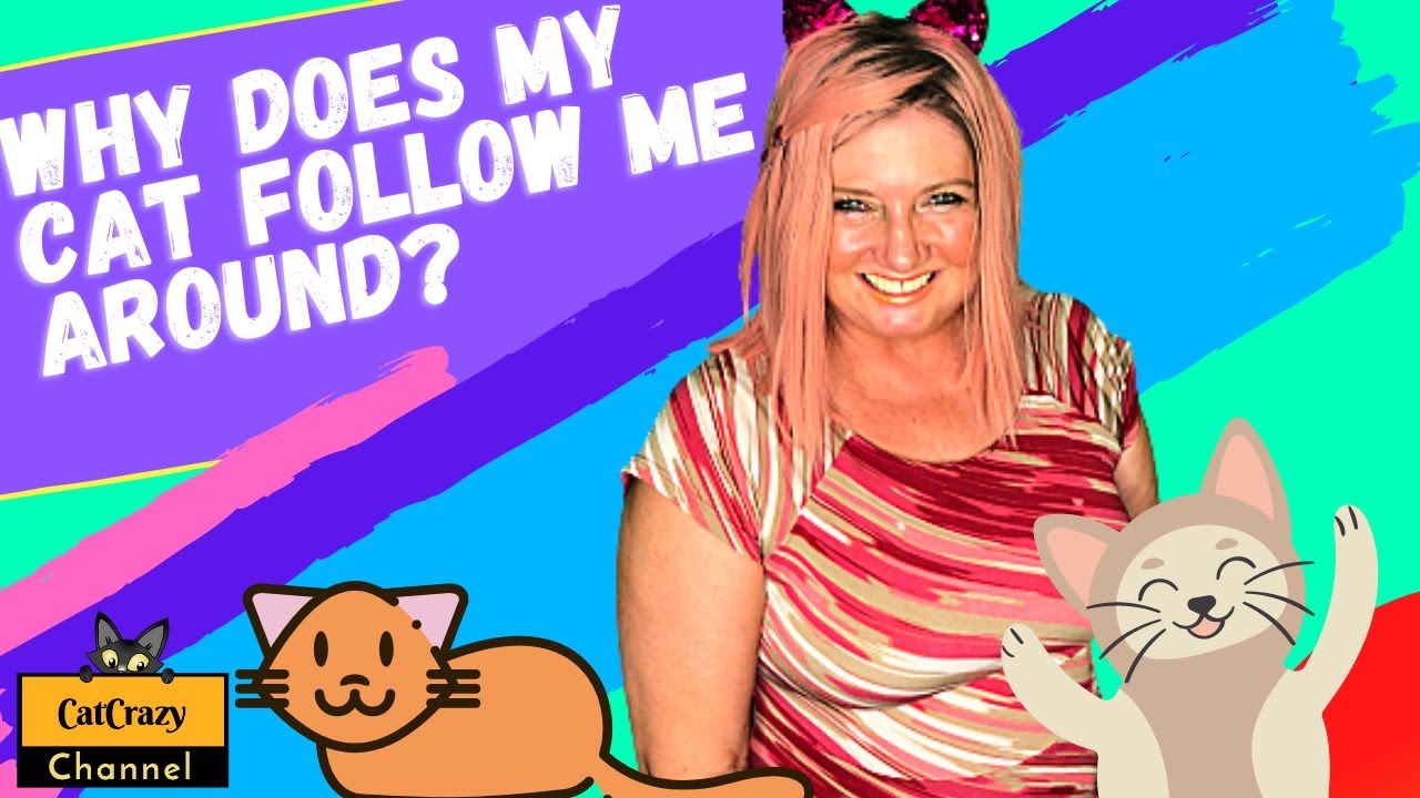 catcrazy-why-does-my-cat-follow-me-around-everywhere-youtube