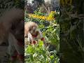 白菜狩りをする犬