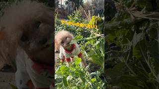 白菜狩りをする犬