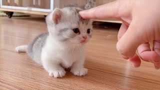 Super CUTE Munchkin Cats! 😂Funny Cats Videos of 2024
