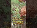 #biology #permaculture #poulet #vegetables #nature