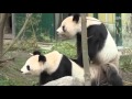 Pandas gigantes atrapados en el acto - 15 POST