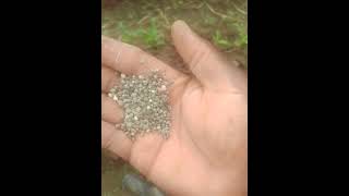 fertilizer application on maize field