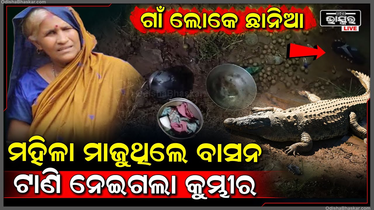 ନଦୀକୁ ବାସନ ମାଜିବା ଯାଇଥିଲେ , କୁମ୍ଭୀର ଟାଣିନେଇଗଲା ମଞ୍ଜୁଲତାଙ୍କୁ...ଗାଁ ଲୋକ ଛାନିଆ