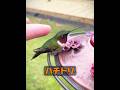これはどんな種類の鳥ですか? #自然 #動物プロダクション #animals #動物#癒し