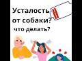 усталость от собаки - что делать?