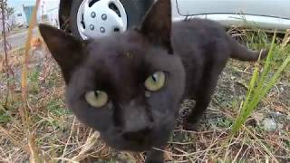 空地で見掛けた野良子猫達、元気に走り回っています
