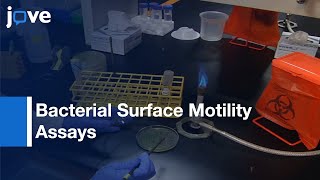 Preparation, Imaging, & Quantification Of Bacterial Surface Motility Assays l Protocol Preview