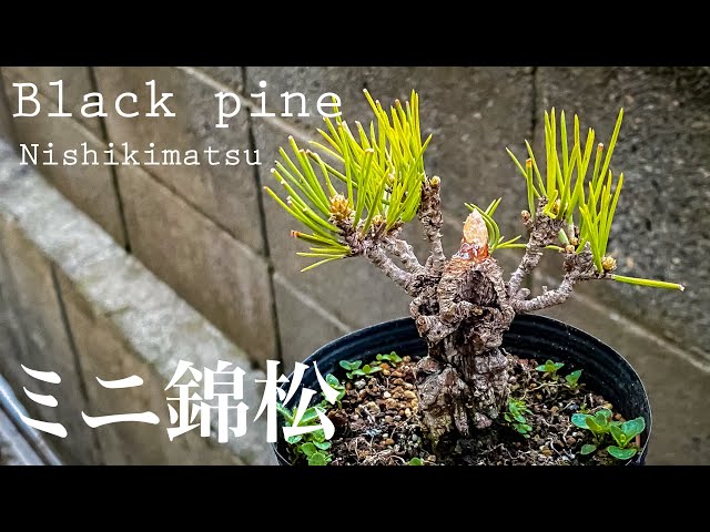black pine】ミニの錦松を植え替える - YouTube