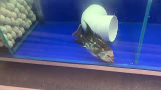 Rare Colour Red Devil