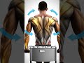 Build a Bigger Back at Home (No Gym Needed)