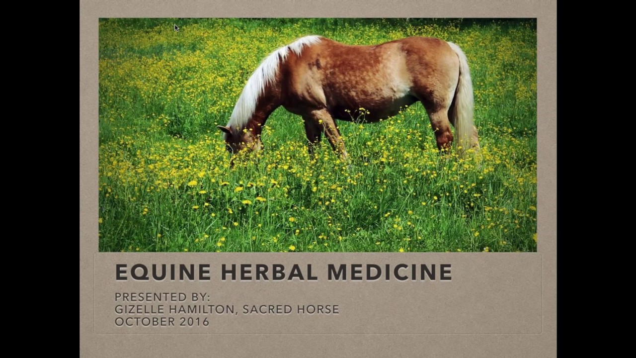 inar Herbal Medicine for Horses YouTube