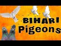 200 bihari friendly pigeons