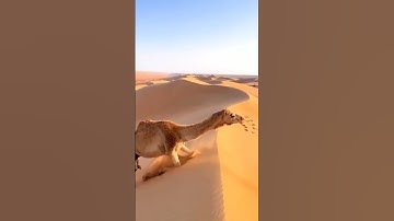 قال لا تخافا إنني معكما أسمع وأرى | سورة طه الآية 46 –محمد ديبيروف#سورة_طه #محمد_ديبيروف  #قرآن