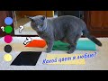 Какой цвет выберет КОТ / British cat chooses color