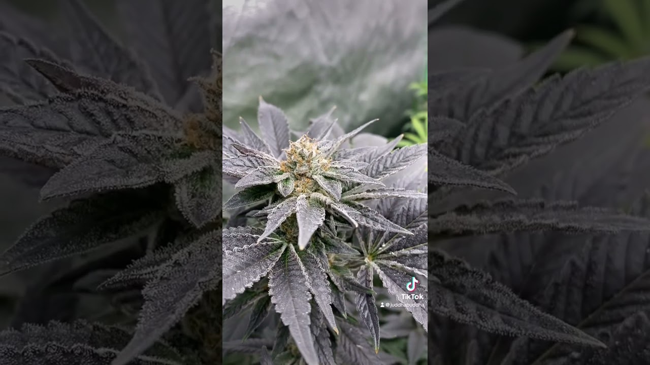 Hindu,pineapple chunk and lemon skunk