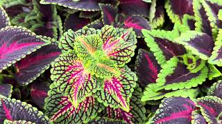 How I Fertilize Coleus