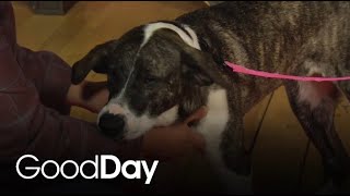 Meet our Pet of the Week, Button!