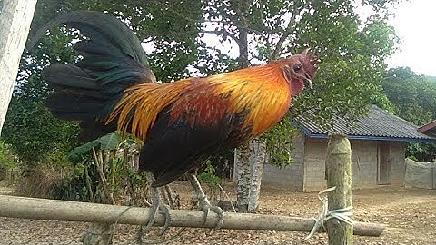 qaib dib xiav nqaij cuab tuaj zoo tua tau 1-2 tug xyoo no lawm 1/11/2019