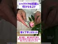 シャクヤクを綺麗に咲かせるコツ#Shorts
