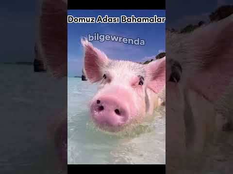 Video: Bahamalardakı Donuz Adası