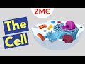 Cell Structures and Functions Quiz