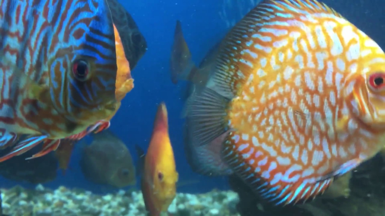 DISCUS FISH SALE, DISCUS FISH SALE, DISCUS FISH SALE YouTube DISCUS FISH SALE, DISCUS FISH SALE, DISCUS FISH SALE YouTube