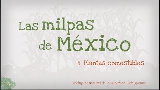 5.- Las milpas de México, plantas comestibles en las milpas, versión en Náhuatl