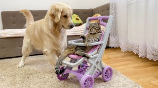 Golden Retriever Reacts to Funny Cat in Doll Stroller [Try Not to Laugh]