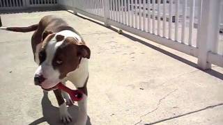 Meet Ethel A Terrier American Pit Bull Currently Available For Adoption At Petango 542011 5