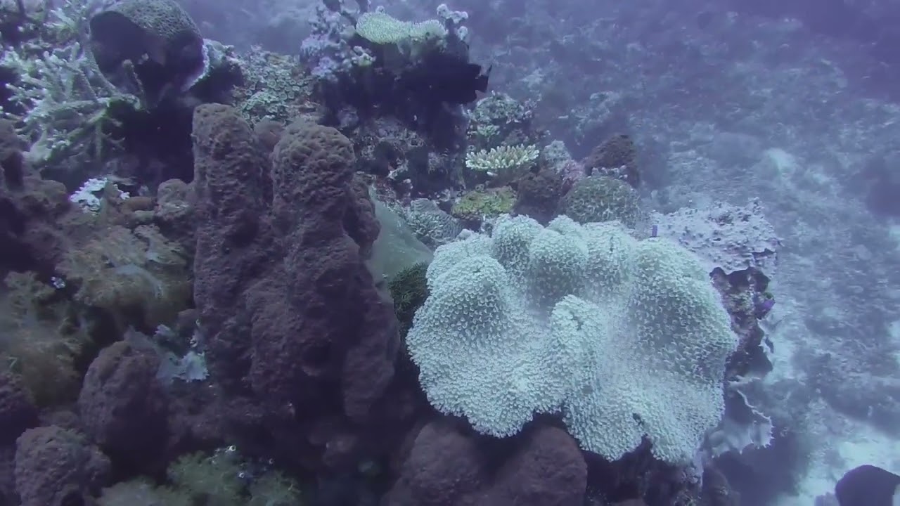 2019-05-13 Indonesia - Komodo Sebayur - Longfin grouper, Undulated moray, Titan triggerfish