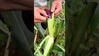 #corn Planting #High Yield Corn Planting Techniques #Black Corn #Qiqi in Rural Areas#9fb8e