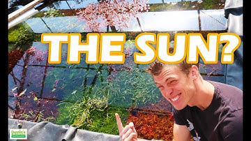 SUNLIGHT: How to Use The Sun with Your Planted Aquarium