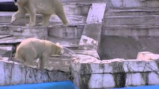 ホースをくわえて走るホッキョクグマ~Polar Bear holds a hose in  mouth and runs
