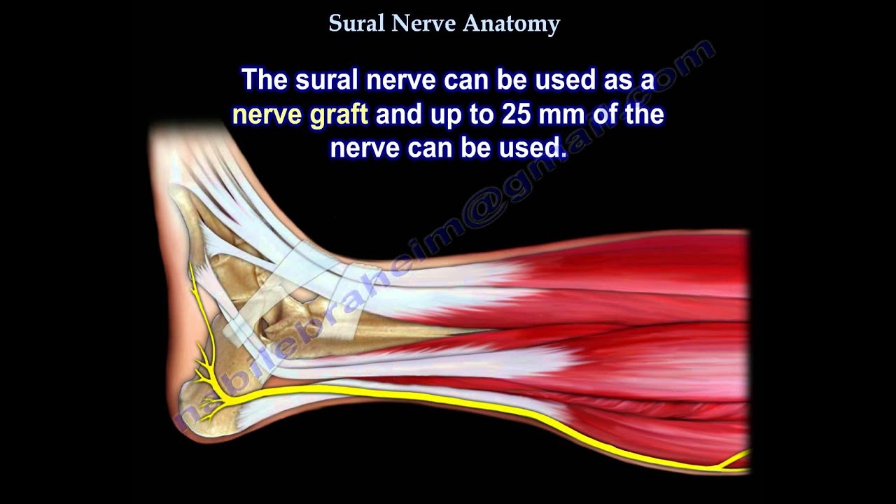 Sural Nerve Anatomy - Everything You Need To Know - Dr. Nabil Ebraheim