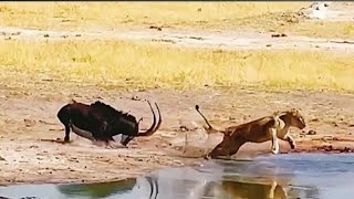 Sable Antelope Fight Back Against Lion  #animal #tiger #trending #tiktok #video  #shorts #lion