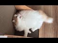🍋ノリノリなレモンさんが可愛すぎる(笑)