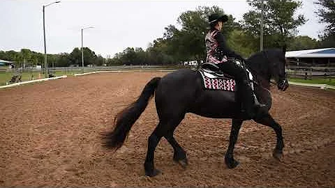 #1511 Patricia Cobb WDFS-B:  Basic Level Freestyle...