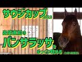 【サウジカップ2023】出走予定のパンサラッサをゆっくり眺める《東スポ競馬ニュース》