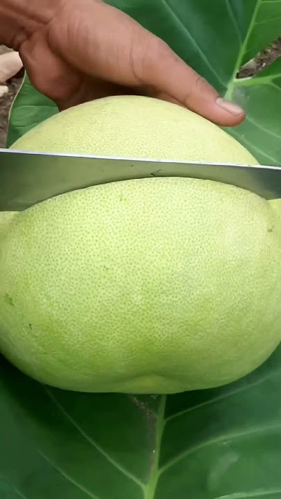 Ternyata jeruk bali berasal dari thailand #jerukbali #jerukpamelo