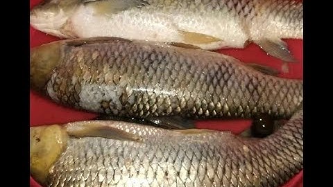 Câu cá nướng cá ăn tai hồ ngon không thể nào chịu nổi