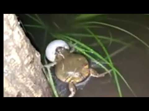 SUARA KODOK SAWAH BIKIN NGANTUK