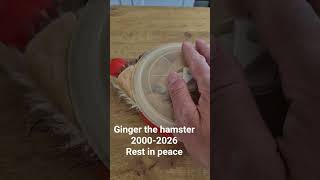 My beautiful Hamster love you #familylife #britishcomedy