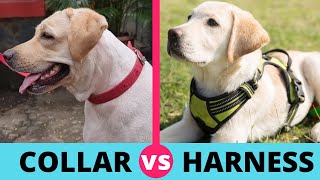 Harness vs Collar: Which is better for Labradors